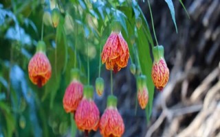 盆栽網(wǎng)紋懸鈴花的方法，在春秋季節(jié)栽種為佳
