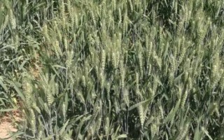 揚(yáng)麥34小麥品種簡(jiǎn)介，自然發(fā)病鑒定中抗赤霉病