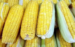 豐華17玉米種子特點，4月下旬至5月上旬播種