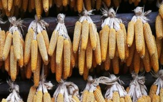 艾克信6玉米種簡介，中抗穗腐病