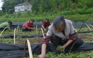 種100畝蓖麻能賺多少，收益為20-50萬不等
