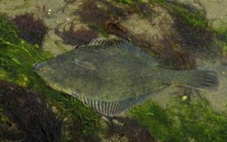 比目魚可以養(yǎng)殖嗎，內(nèi)陸地區(qū)是很難養(yǎng)殖成功