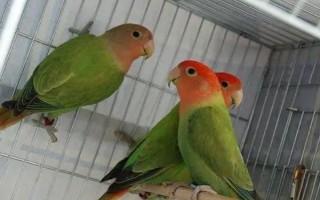 頭類鸚鵡和面類鸚鵡的區(qū)別是什么，嘴巴顏色和品種數(shù)量均不同