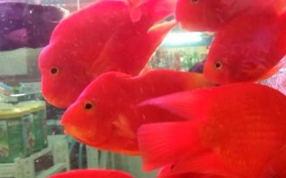 鸚鵡魚水溫多少度合適，水溫應控制在26℃-27℃