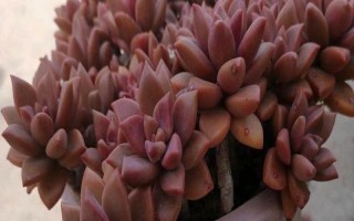 姬朧月葉子發(fā)軟的原因及解決方式，可能是由于澆水過少導(dǎo)致的
