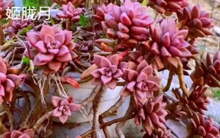 姬朧月和朧月有什么區(qū)別，前者是草本植物、后者是常綠灌木