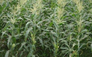 華耐彩甜糯102玉米種子簡介，該品種品質(zhì)評分87.2分