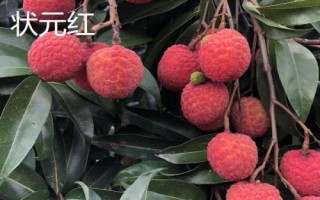 品質好的荔枝苗品種，三月紅、妃子笑、狀元紅等品種均是適宜選擇