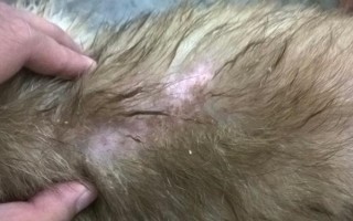 狗狗有皮膚病能不能洗澡，情況不嚴(yán)重時才能清洗