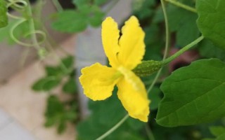 種植苦瓜的時(shí)間和方法，北方地區(qū)3-4月份可在棚內(nèi)育苗、長(zhǎng)江流域在3月份播種