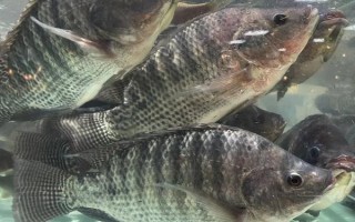 羅非魚的價格，因規(guī)格、地區(qū)等條件而異