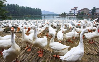 鵝的養(yǎng)殖方法，要時(shí)刻保證有充足的水源