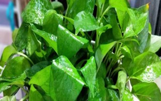 綠蘿葉子發(fā)黑怎么辦，光線強的時候需要適當(dāng)遮陰