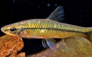 麥穗魚的種類，部分品種已被列入保護名錄