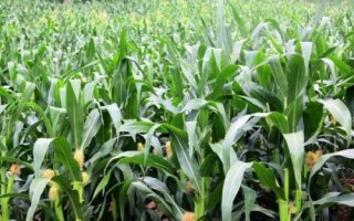 DY918玉米品種的特性，全生育期100天左右
