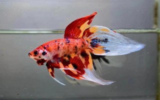 馬尾斗魚如何鑒別公母，公魚的魚鰭較大且長(zhǎng)、母魚的魚鰭較短小