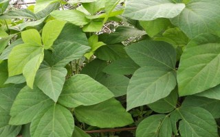 中黃48大豆種子簡(jiǎn)介，注意防治病蟲(chóng)害