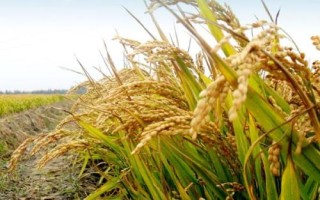 富糯6號(hào)水稻品種簡(jiǎn)介，全生育期140.9天