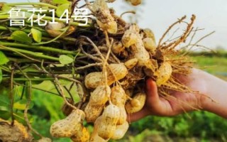 花生的產(chǎn)地，遼寧和山東等地為主產(chǎn)區(qū)