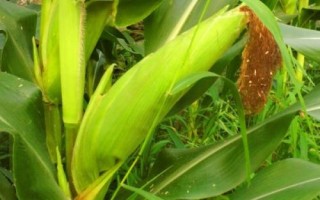 延科10號玉米種子介紹，適宜播種期4月中下旬