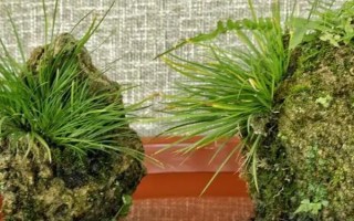 怎么栽培菖蒲，初期主施氮肥、生長季節(jié)可粗放管理