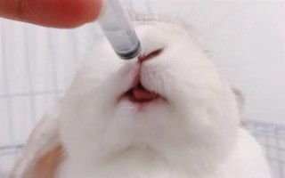 預防兔子感冒的方法，在兔舍中放置毛毯可供兔子御寒