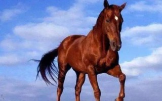 汗血寶馬介紹，其祖先是生長在戈壁地帶的野馬