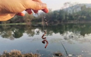 野釣黃尾魚(yú)適合用什么餌料，腥味型、麩香型、酒香型均可使用