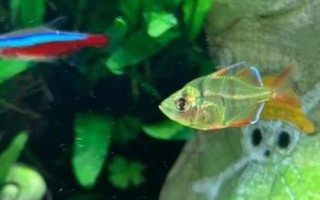 玻璃拉拉魚(yú)的食物，喜歡吃水蚤、紅蟲(chóng)、蚯蚓等活餌