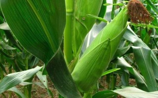 鄭農(nóng)7278玉米種子特點(diǎn)，夏播生育期98天