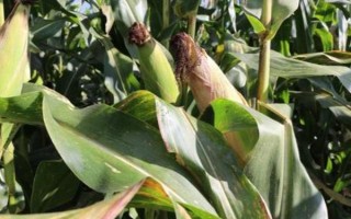 寶源1號(hào)玉米種子介紹，高抗莖腐?。?.0%HR）