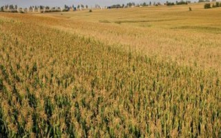斯達糯64玉米品種簡介，畝適宜密度3500株左右
