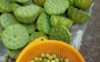 新鮮蓮子幾月份上市，通常7-8月開(kāi)始成熟