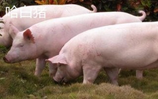 有哪些瘦肉型豬品種，長白豬、大白豬、杜洛克豬均是廋肉型