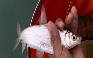 野釣黃尾魚(yú)適合用什么餌料，腥味型、麩香型、酒香型均可使用