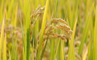 晶兩優(yōu)7818水稻種子簡介，全生育期為155.6天