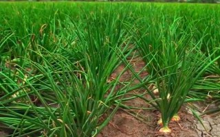 洋蔥適合什么時(shí)候種，具體種植時(shí)間與地區(qū)有關(guān)