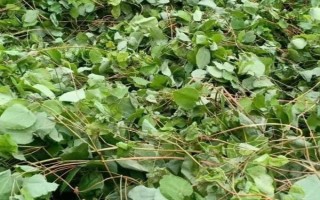 淫羊藿的種植時(shí)間，一般為6月中旬左右