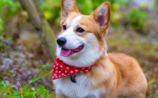 狗狗發(fā)燒后的癥狀，會出現(xiàn)精神沉郁、食欲下降、體溫上升等現(xiàn)象