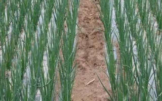 紅蔥的種植方法，將鱗莖插入土壤、讓生長點(diǎn)露出土面即可