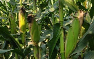 C3061玉米品種簡(jiǎn)介，4月下旬至5月上旬播種