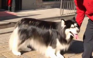 阿拉斯加雪橇犬的訓(xùn)練方法，使用特定語(yǔ)氣加上手勢(shì)動(dòng)作可讓它聽(tīng)話