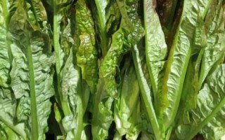 油麥菜有沒(méi)有種子，植株由種子發(fā)育而來(lái)