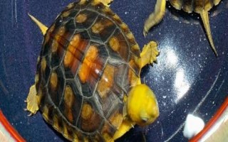 如何用魚缸飼養(yǎng)金頭龜，需將水溫保持在20-30℃