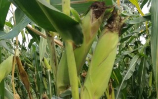 農(nóng)華5號(hào)玉米種子介紹，6月上旬播種