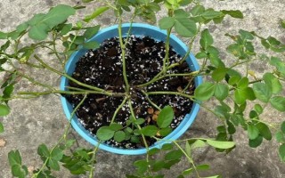 月季花壓條繁殖的方法，選擇1-2年時(shí)間的枝條進(jìn)行