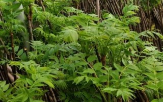 香椿矮化密植技術(shù)要點，苗長到近2米時可以摘除頂梢