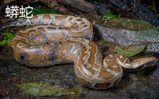 蟒蛇是胎生還是卵生，蟒蛇是卵生動物