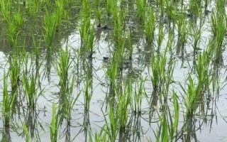 中發(fā)優(yōu)9822水稻種子特點(diǎn)，晚造全生育期113～116天