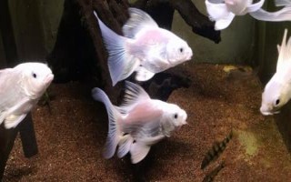 蝴蝶鯉怎么喂長(zhǎng)得快，需保證環(huán)境穩(wěn)定及空間充足